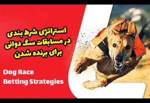 استراتژی شرط بندی در مسابقات سگ دوانی و برد تضمینی