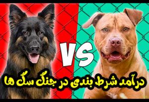شرط بندی در جنگ سگ ها Dog Fight Betting در بهترین سایت قمار